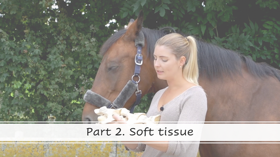 Part 2 - Soft tissue